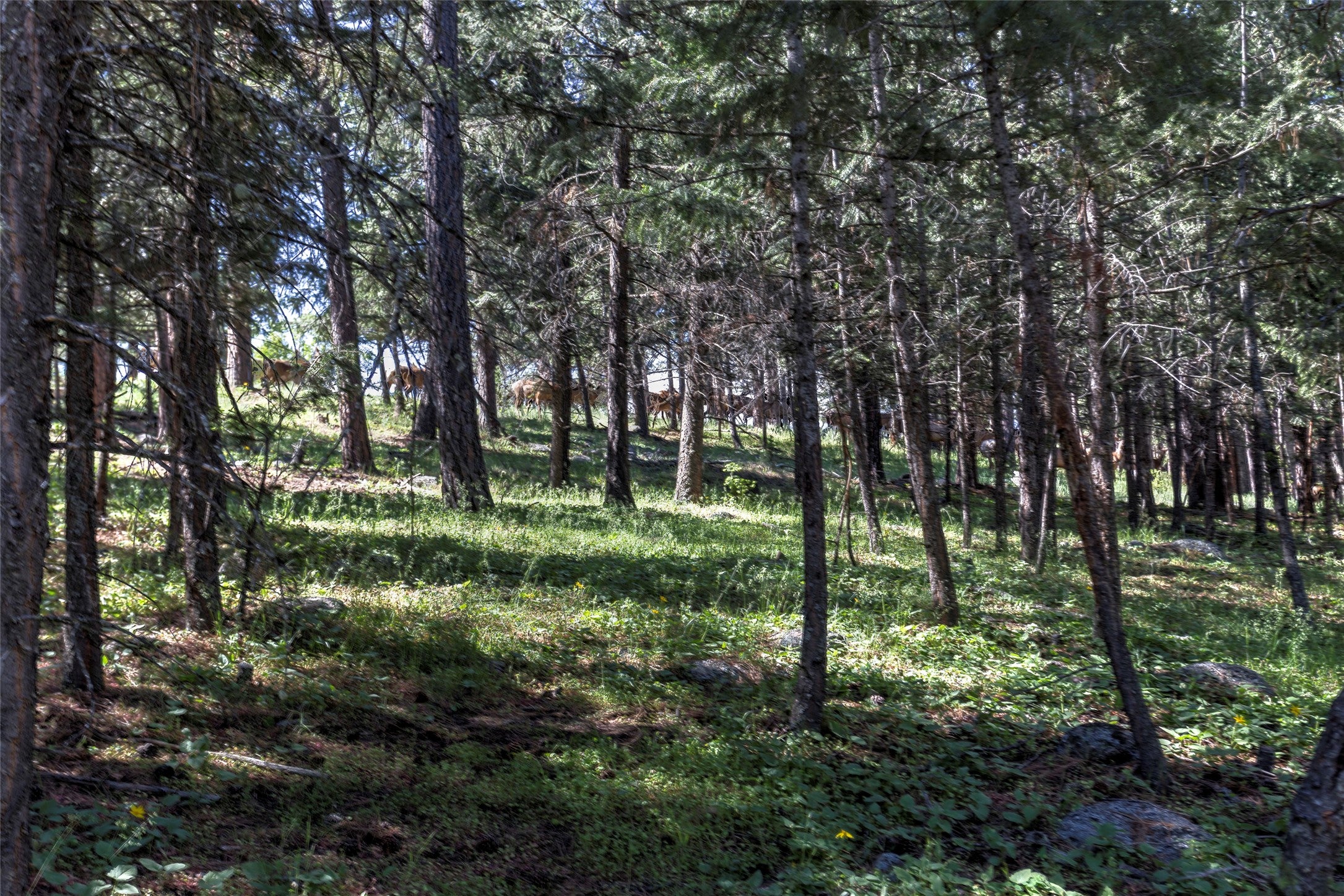 246 Coal Mine Road Darby, MT 59829 - Photo 125 of 135 Gallery Image 125