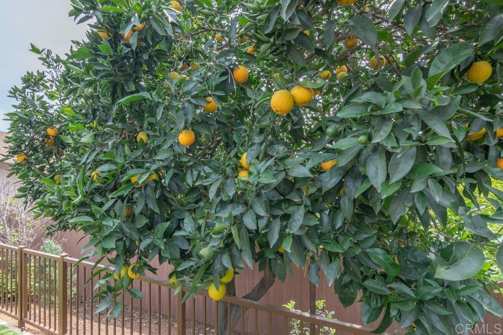 914 North Main Avenue Fallbrook, CA 92028 - Photo 51 of 62