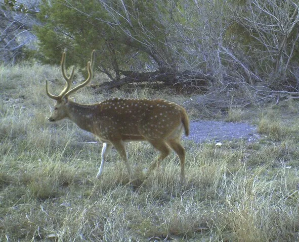 a view of a yard of the house