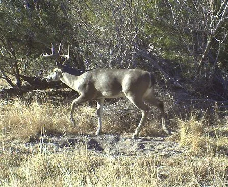 a kitchen with granite countertop a table chairs stove and wooden floor