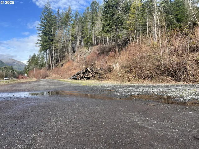 a view of a yard with large trees