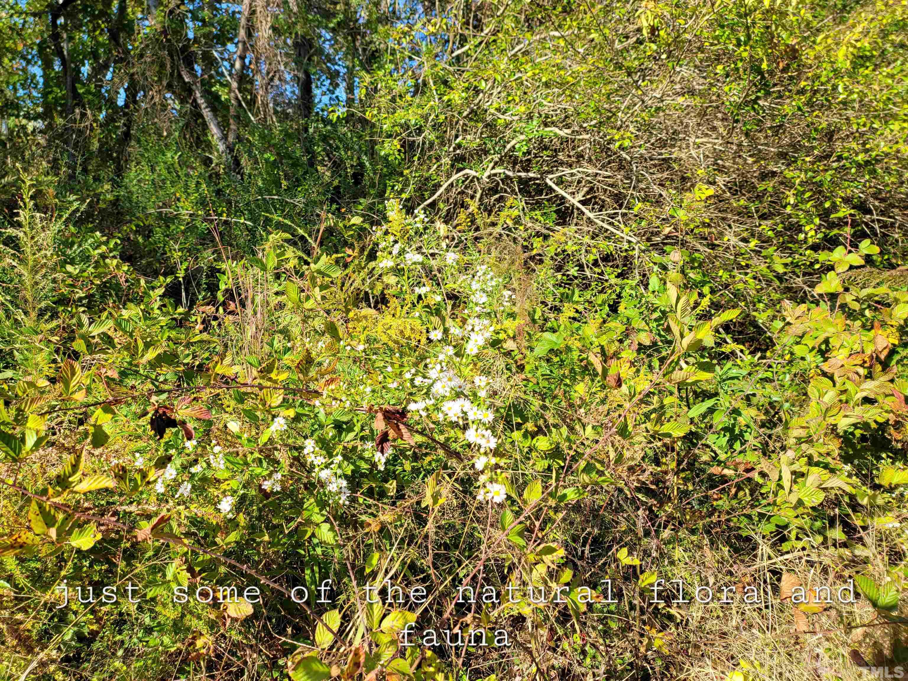 Lot 9 Allensville Road Roxboro, NC 27574 - Photo 5 of 9 a view of a tree