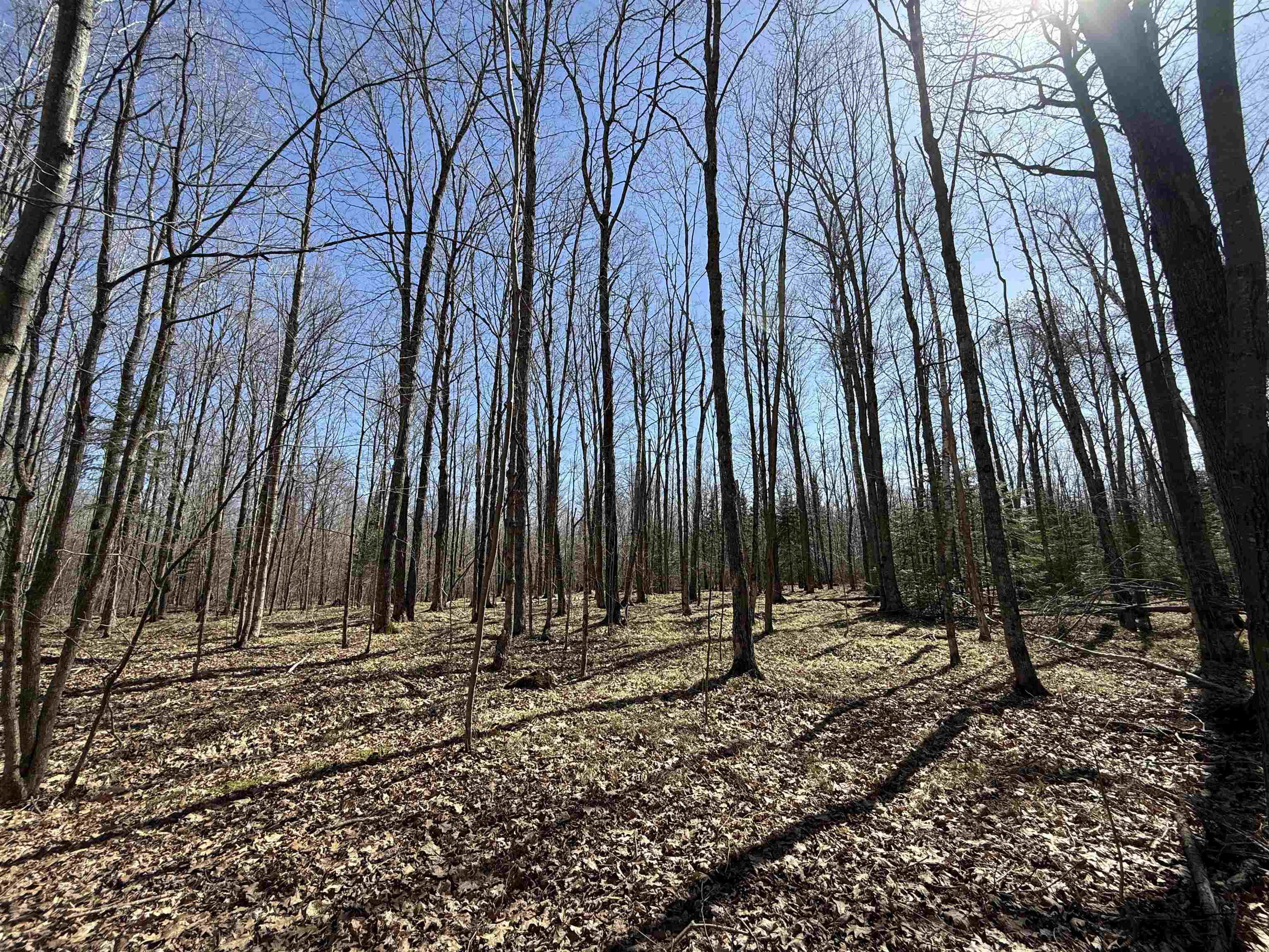Lot #4 Allen Road Crandon, WI 54520 - Photo 4 of 7