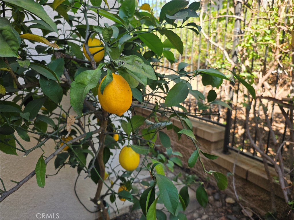 116 Firefly Irvine, CA 92618 - Photo 14 of 16 a view of a plant in a yard