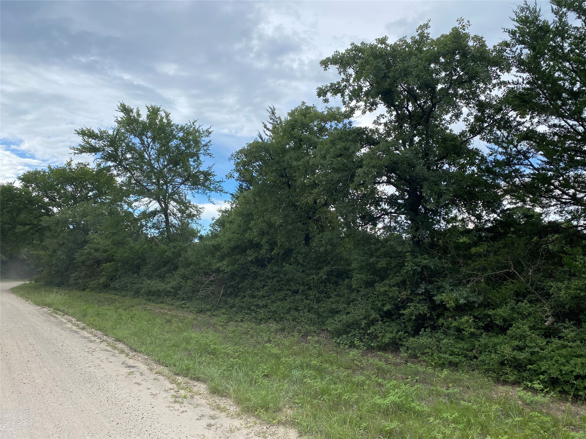 0 Green Ash Drive Normangee, TX 77871 - Photo 2 of 7 a view of a yard with plants and a tree