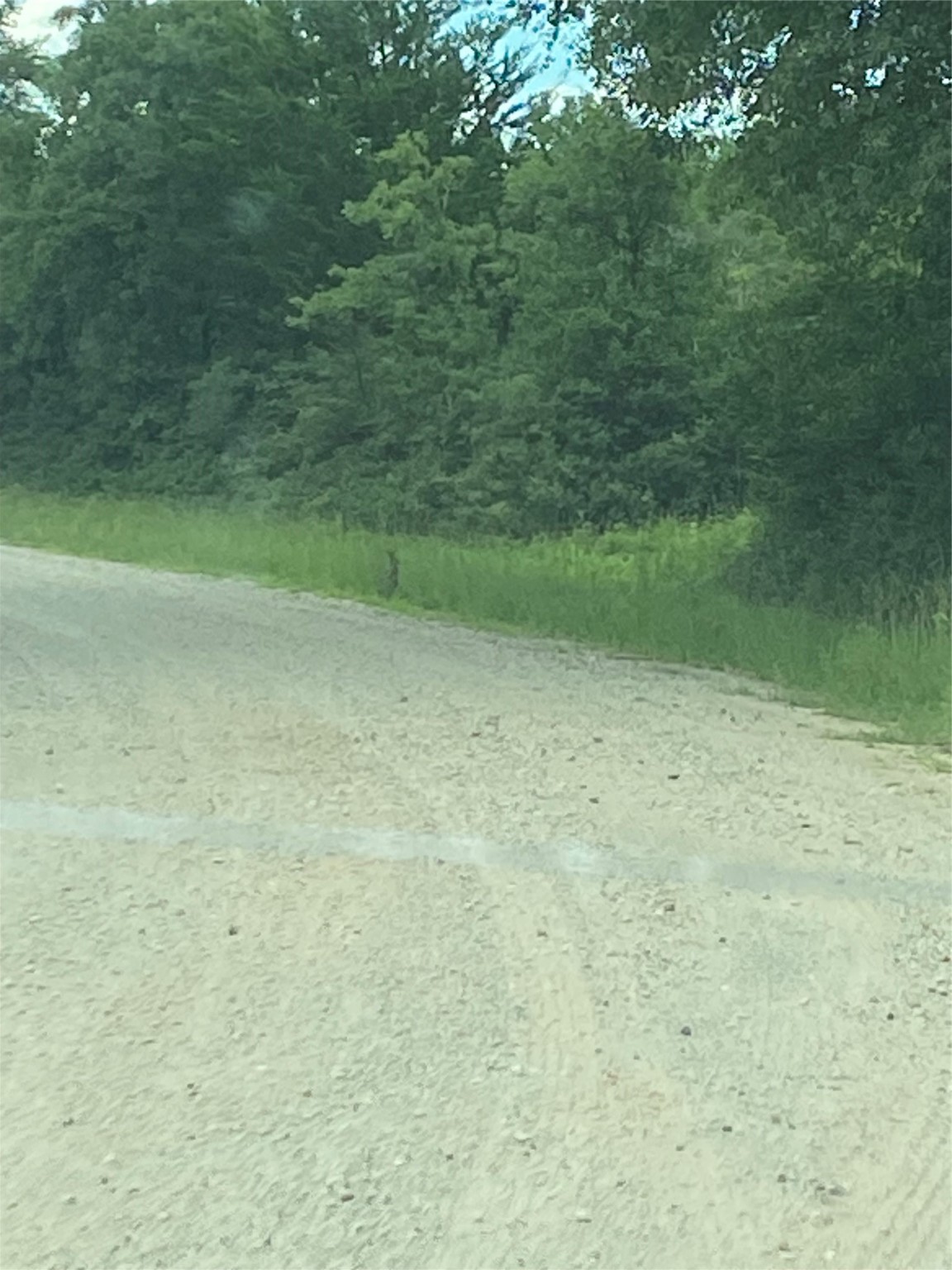 0 Green Ash Drive Normangee, TX 77871 - Photo 4 of 7 a view of a big yard