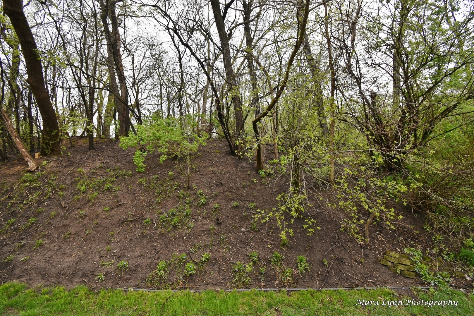 112 Sumac Court St. Charles, IL 60174 - Photo 36 of 37 a view of outdoor space and trees