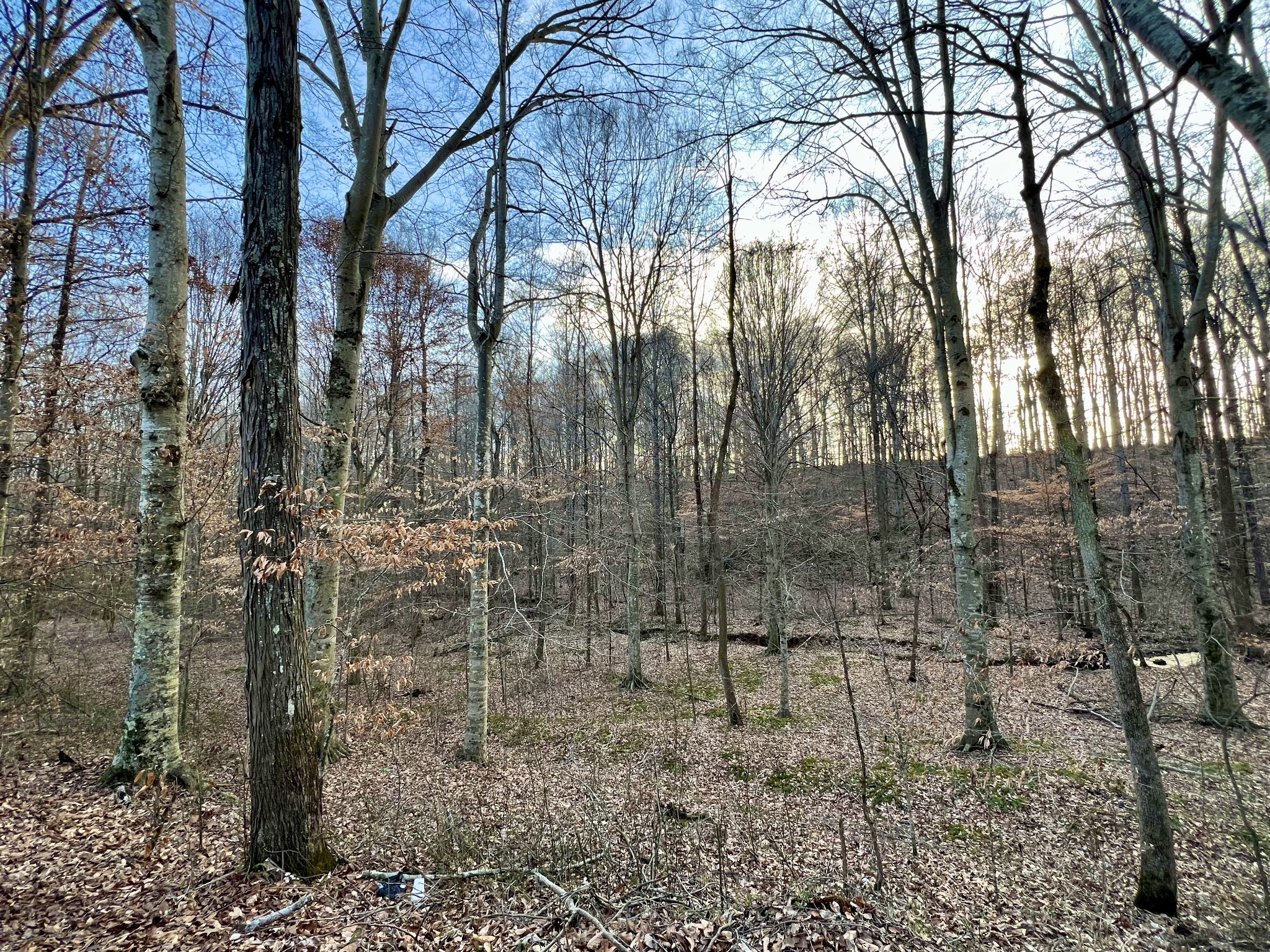 0 Idaho Road Leoma, TN 38468 - Photo 4 of 6 Gallery Image 4