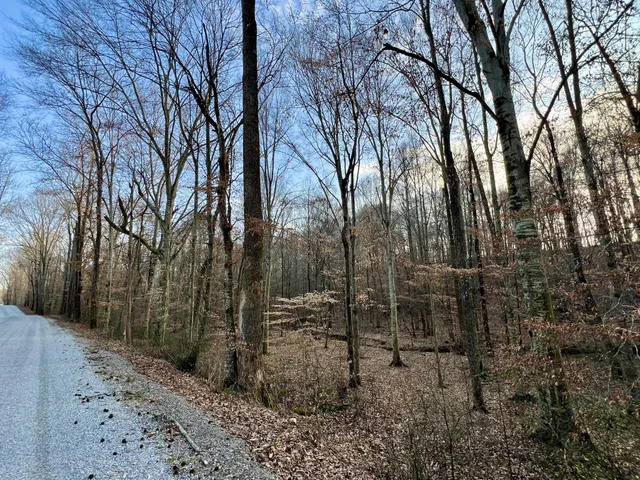 a view of a forest filled with trees