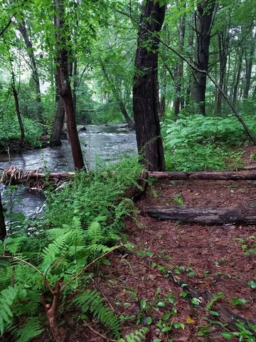 a view of a lush green forest