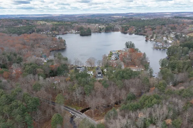 a view of a plants in a forest