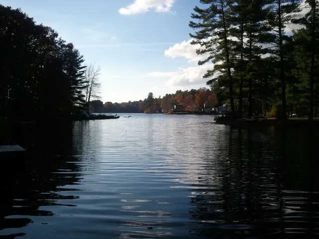 a view of a forest with trees