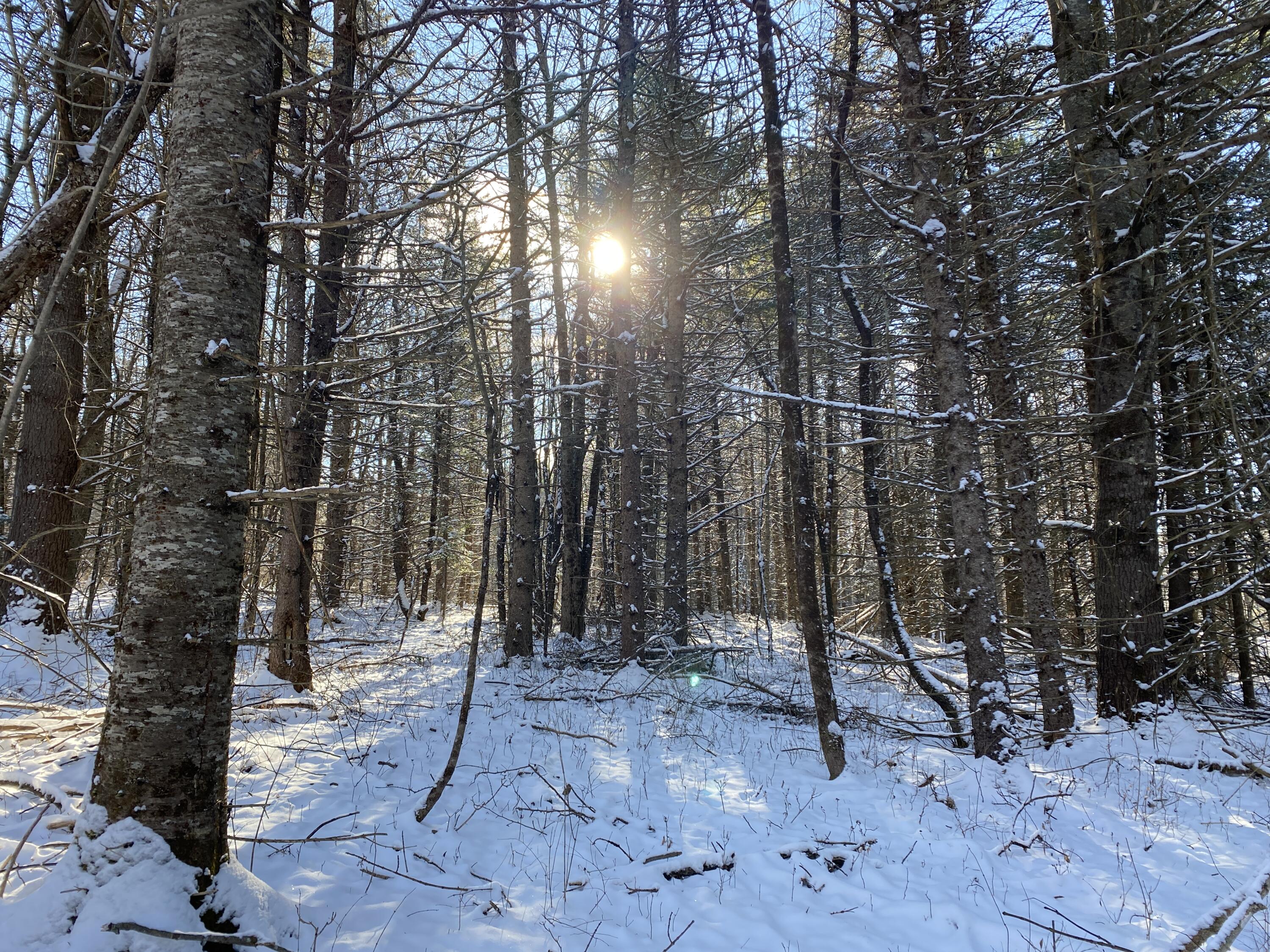 Lot 4 Coffin Road Thorndike, ME 04986 - Photo 1 of 5 IMG_3338