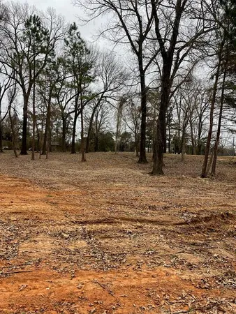 a street view with large trees