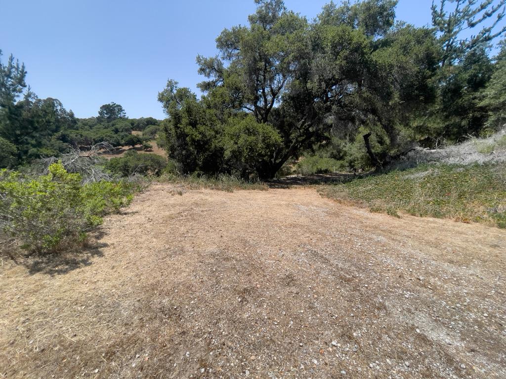 58 Desmond Road Salinas, CA 93907 - Photo 11 of 11 a view of a yard with a tree
