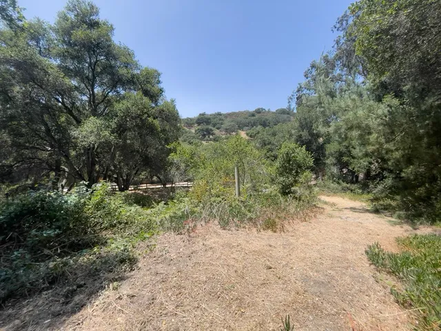 a view of a forest with trees in the background