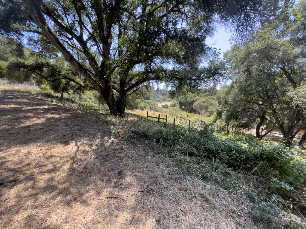 58 Desmond Road Salinas, CA 93907 - Photo 10 of 11 a view of a forest with trees