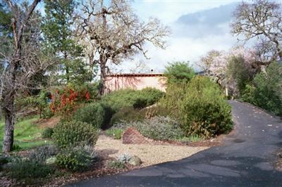 1000 Riverside Drive Ukiah, CA 95482 - Photo 11 of 12 a view of a yard with plants and large trees