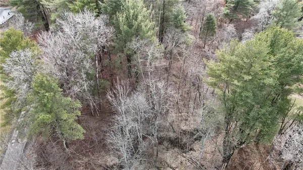 a view of a forest with lots of trees