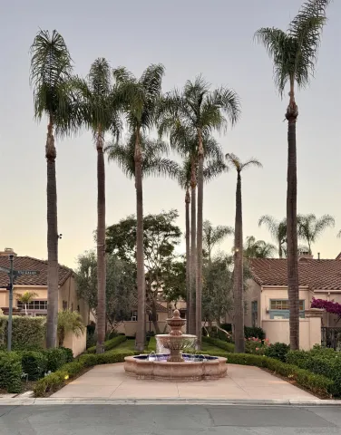 a view of a yard with a palm tree