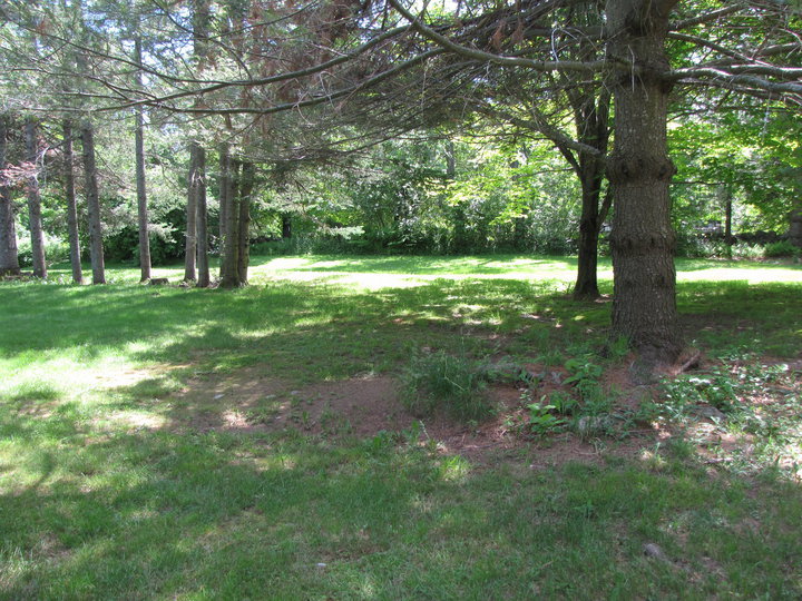 826 Shaw Road Windsor, MA 01270 - Photo 22 of 32 a view of a yard with a tree