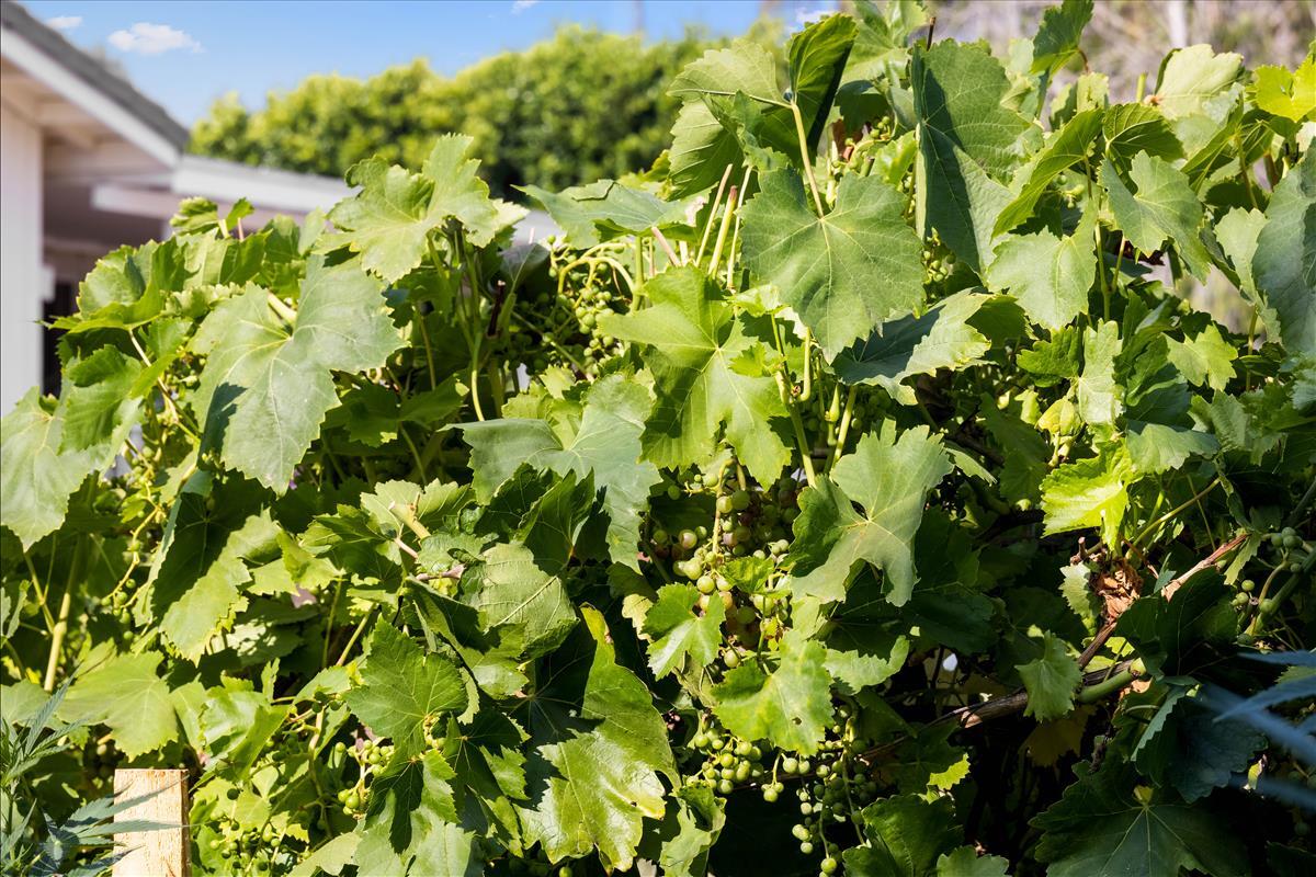 180 Nogal Drive Santa Barbara, CA 93110 - Photo 13 of 16 grapes