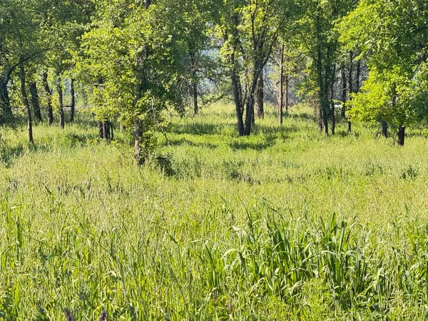 a backyard of a house with lots of plants and large trees