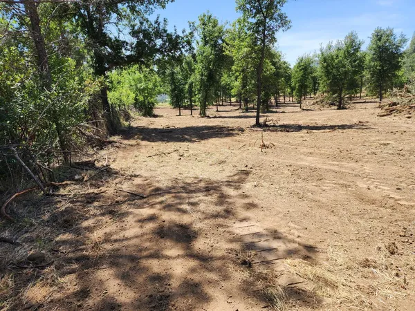 a view of a dry yard with trees