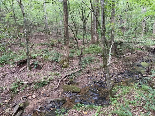 a view of a forest that has large trees