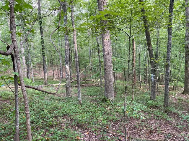 a view of outdoor space and garden