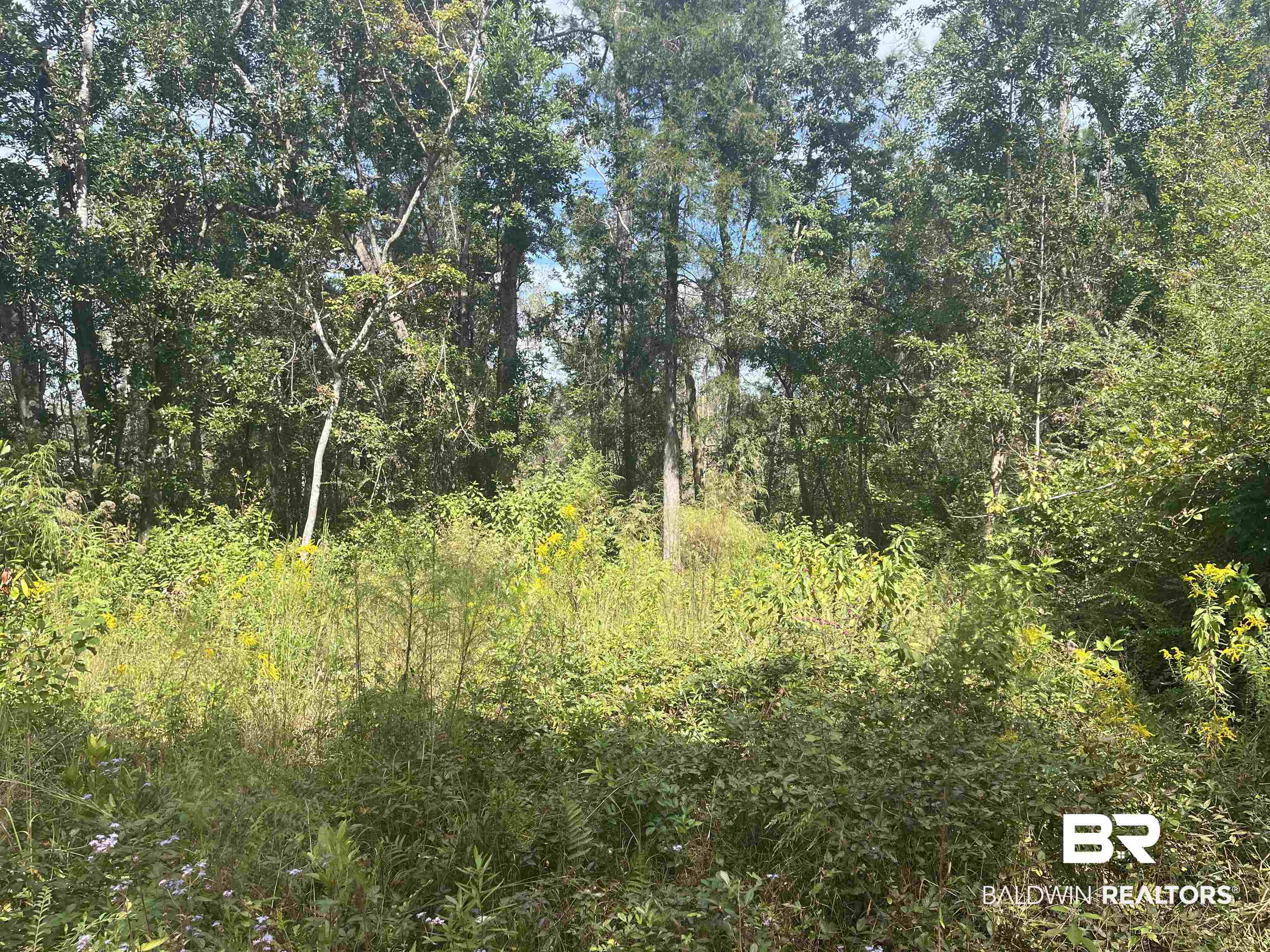 24875 Miflin Road Elberta, AL 36530 - Photo 4 of 5 Wooded Area 2