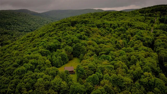 a view of a lush green forest with trees in the background