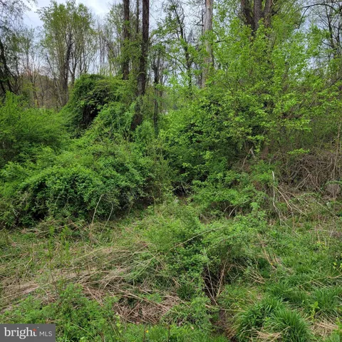 a view of a lush green forest
