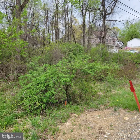 a view of a lush green forest