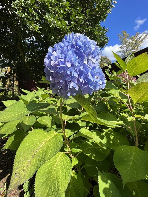 2 Flagg Road Southborough, MA 01772 - Photo 41 of 41 Gallery Image 41