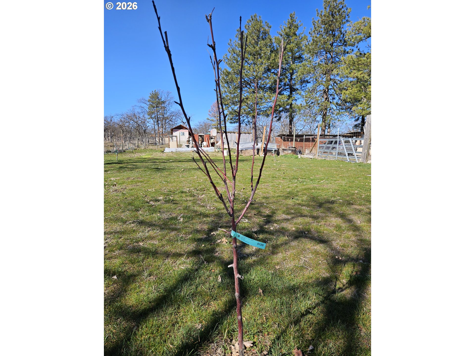 80165 Ridgetop Road Dufur, OR 97021 - Photo 39 of 43 a view of a garden