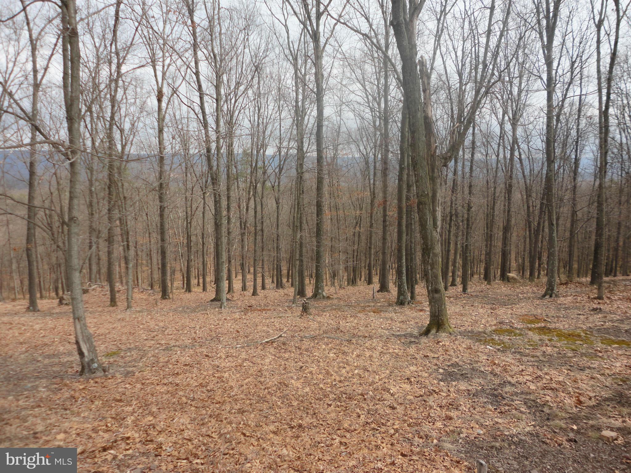 1339 Libby's Ridge Road Berkeley Springs, WV 25411 - Photo 16 of 25 view from rear deck