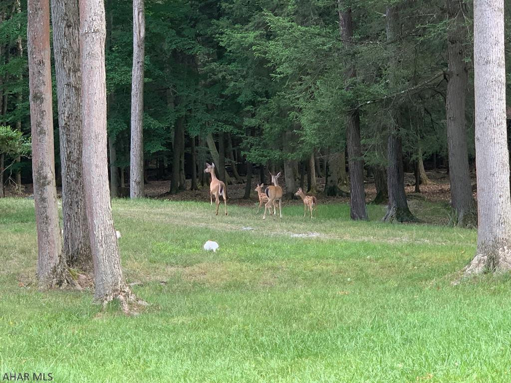 375 Kibler Lake Road Flinton, PA 16640 - Photo 2 of 18 a view of a backyard with large trees