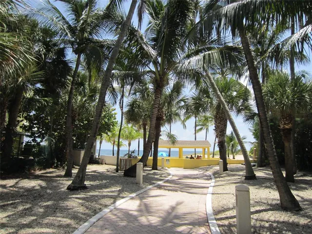 a view of a palm tree with ocean view