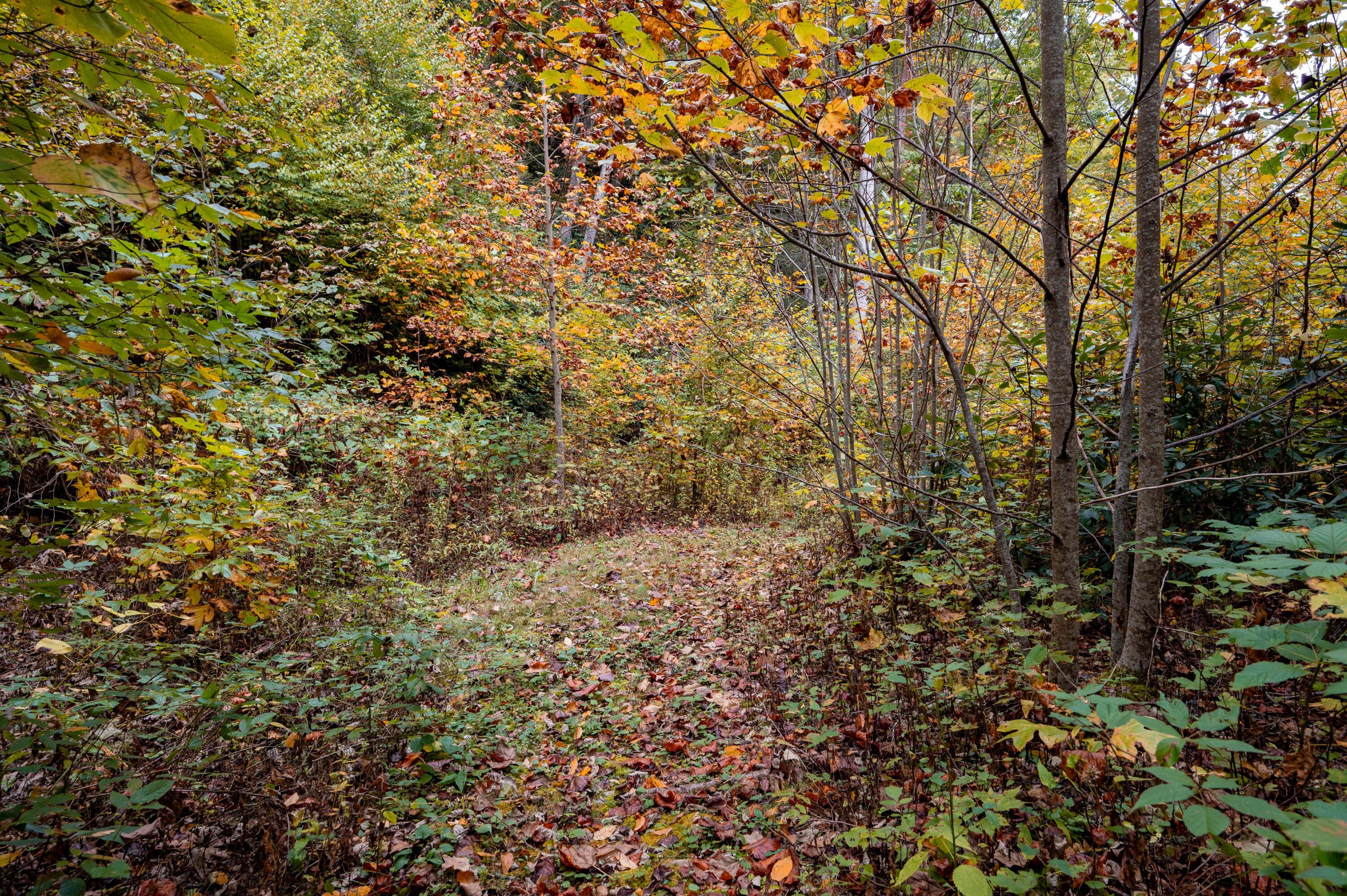 860 Flat Ridge Road Sugar Grove, VA 24375 - Photo 65 of 92 Marion-66