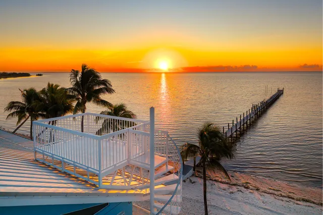 a view of a backyard with plants and palm tree
