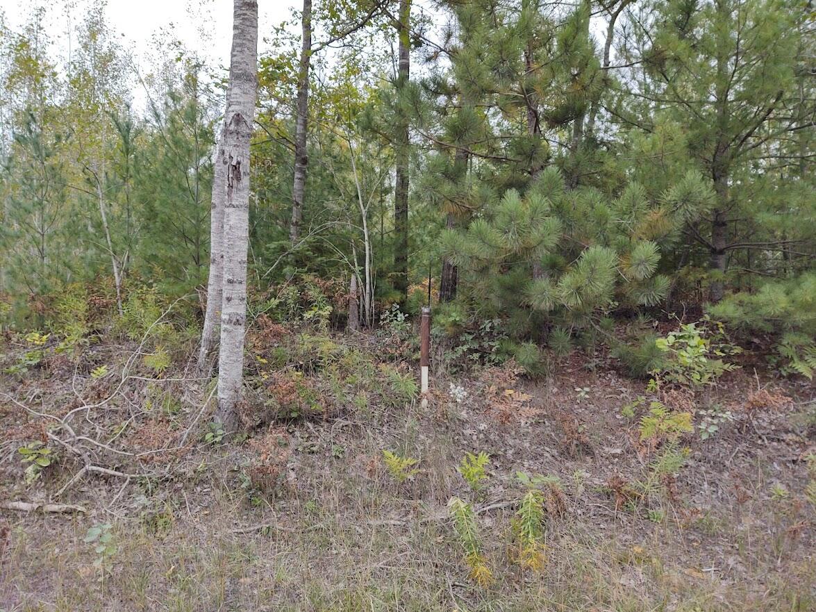 Nappers Road Herron, MI 49744 - Photo 5 of 9 Gallery Image 5