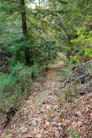 a view of a lush green forest