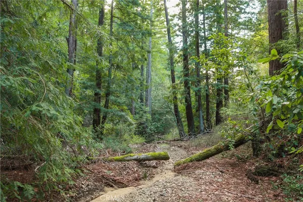 a view of a forest with trees