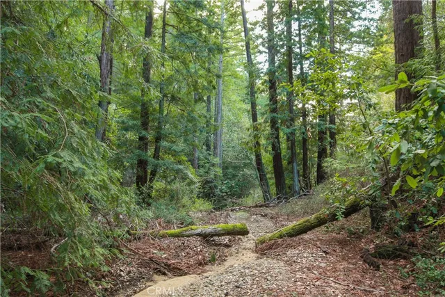 a view of a forest with trees