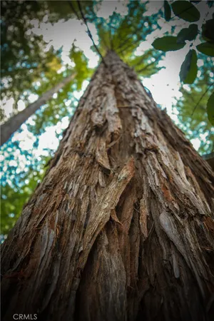 a view of a tree