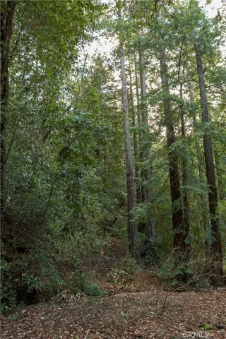 a view of a forest that has large trees