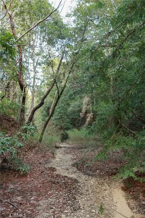 a view of a forest filled with trees