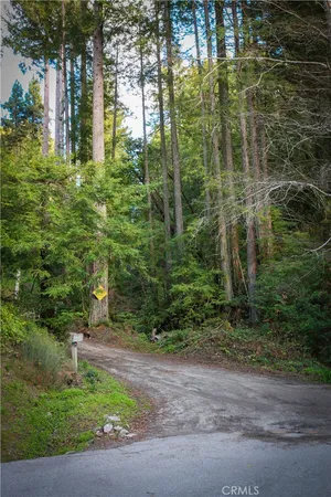 a view of a forest with a tree