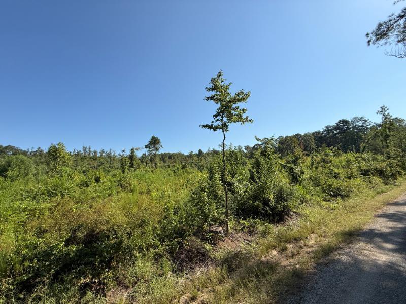 Pate Road Tremont, MS 38876 - Photo 13 of 14 Gallery Image 13